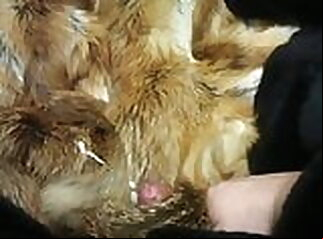 fur gay cum hd coat